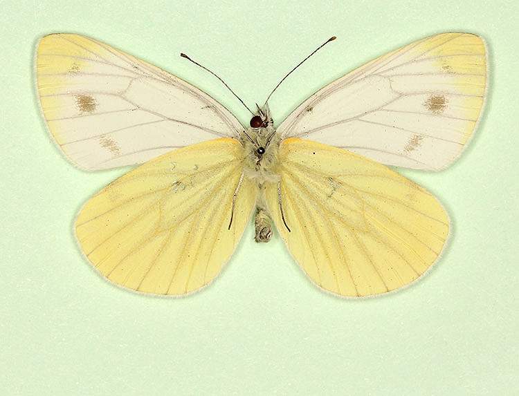 Pieris napi male (aberrant form deficiens, verso 2) (Internet Image property of respective owner, non-commercial use only)